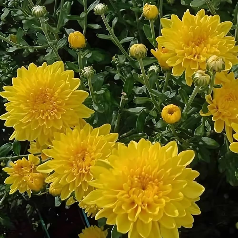 Chrysanthemum (morifolium) for planting in garden